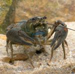 Photo of rak říční Astacus astacus European Crayfish Edelkrebs