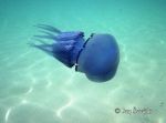 Photo of kořenoústka plicnatá Rhizostoma pulmo Rhizostome Jellyfish