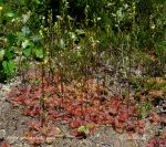 Photo of Drosera rotundifolia