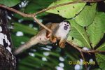 Photo of kotul rudohřbetý Saimiri oerstedii Squirrel Monkey Mono Titi