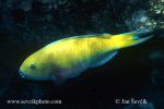 Photo of ploskozubec rudomořský Chlorurus gibbus Parrotfish
