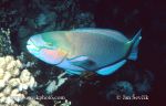 Photo of ploskozubec Chlorurus sordidus Parrotfish