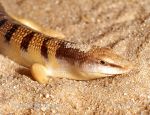 Photo of Scink obecný Scincus scincus Sand Fish Apothekerskink