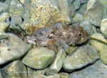 Photo of ropušnice skvrnitá Scorpaena porcus Black Scorpionfish Brauner Drachenkopf