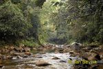 Photo of  rain forest Sinharaja Sri Lanka destny les