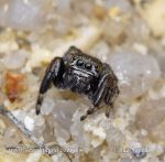 Photo of Skákavka Salticidae sp. Spider Spinne