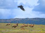 Photo of pastvina se supy pastureland with vultures Spain