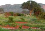 Photo of Národní park National park Tsavo East Kenya Africa