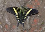 Photo of motýl Urania leilus