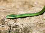 Photo of Bojga Uromacer catesbyi Green Tree Snake
