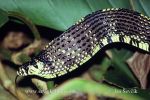 Photo of užovka brazilská Spilotes pullatus Tiger rat Snake