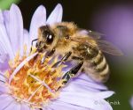 Photo of včela medonosná Apis mellifera Western Honey Bee Westliche Honigbiene