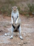Photo of  veverka kapská Xerus inauris Cape Ground Squirrel Kap-borstenhornchen