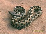 Photo of zmije Latasteova Stulpnasenotter Vibora Hocicuda Vipera latastei