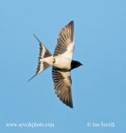 Photo of vlaštovka obecná Hirundo rustica Rauchschwalbe Barn Swallow