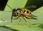 Photo of vosa obecná Vespula vulgaris Common Wasp Gemeine Wespe