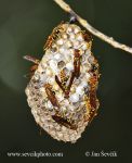 Photo of hnízdo vos Nest of Wasps Wespen Nest