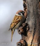 Photo of vrabec polní Passer montanus Tree Sparrow Feld Sperling
