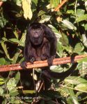 Photo of  vřešťan pláštíkový Alouatta palliata  Mantled howler monkey Mantelbrullaffe