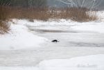 Photo of Vydra říční Lutra lutra Otter Fischotter řeka lužnice River