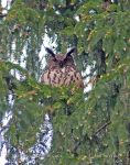 Photo of výr velký Bubo bubo Eagle Owl Uhu