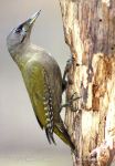 Photo of žluna šedá Picus canus Grey-headed Woodpecker Grauspecht