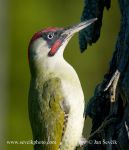 Photo of žluna zelená Picus viridis European Green Woodpecker Grunspecht