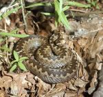 Photo of zmije obecná Vipera berus Kreuzotter Common Viper