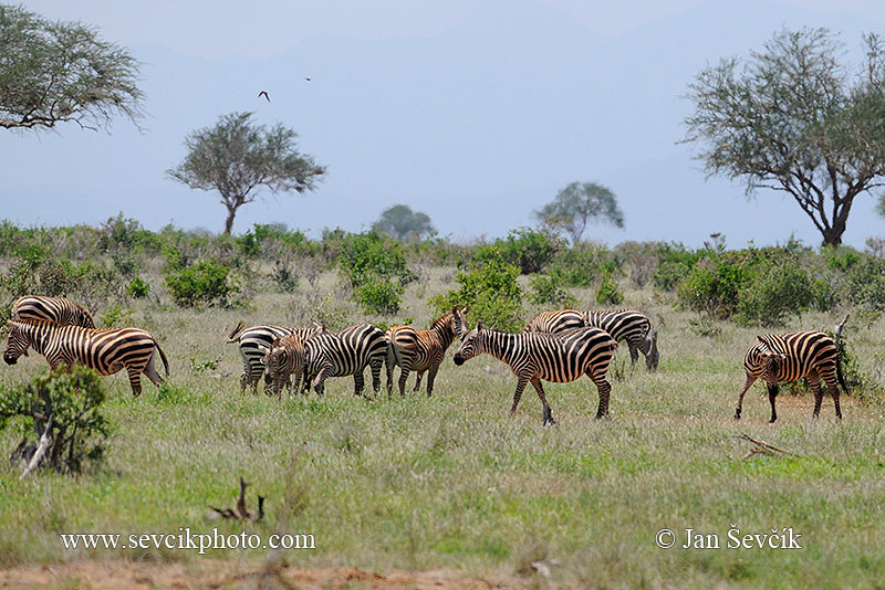 Photo of Národní park National park Tsavo East Kenya Africa