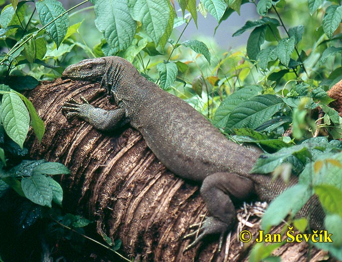 Photo of varan bengálský, Varanus bengalensis, Land Monitor, Bengal Varan