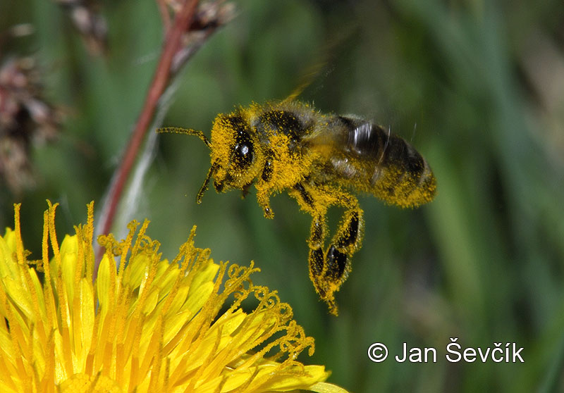 Photo of včela medonosná Apis mellifera Western Honey Bee Westliche Honigbiene