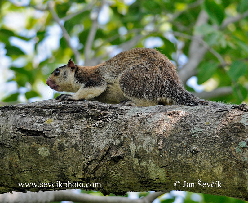 Photo of ratufa černoprstá Ratufa macroura Grizzled Giant Squirrel Riesenhornchen