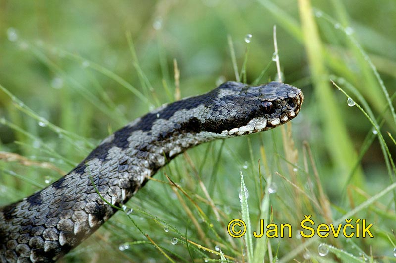 Photo of Vipera berus, Kreuzotter, Common Viper, zmije obecná