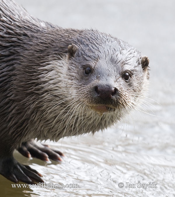 Photo of vydra říční Lutra lutra Otter Fischotter