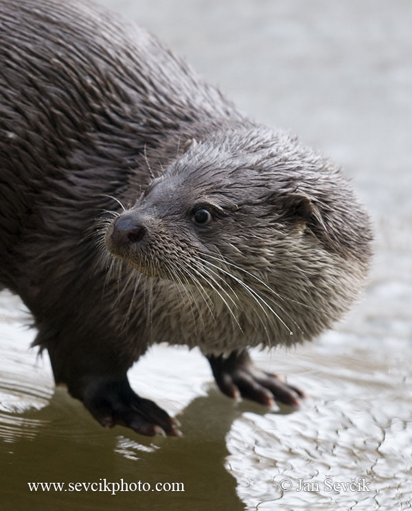 Photo of vydra říční Lutra lutra Otter Fischotter