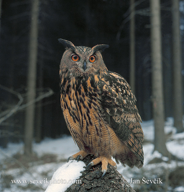 Photo of  výr velký Bubo bubo Eagle Owl Uhu
