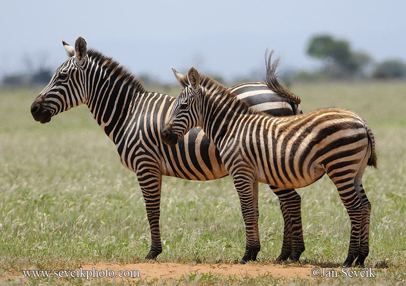 Photo of zebra stepní Boehmova Equus quagga boehmi Steppenzebra  Zebra