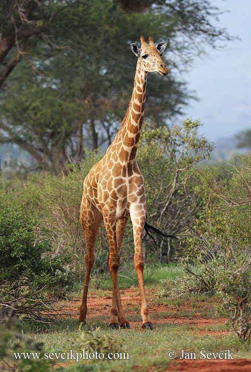 Photo of žirafa masajská Giraffa camelopardalis Giraffe Steppengiraffe